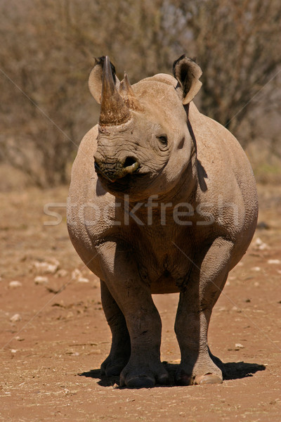 Zwarte neushoorn South Africa gezicht natuur dier Stockfoto © EcoPic