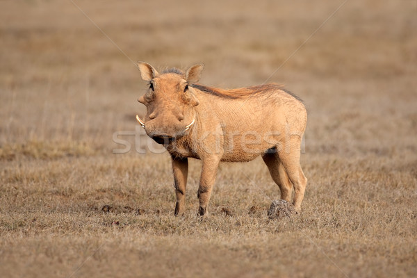 Warthog Stock photo © EcoPic