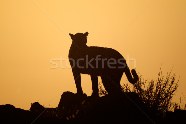 Leopard silhouette Stock photo © EcoPic