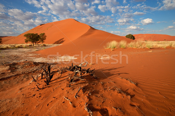 Desert landscape Stock photo © EcoPic