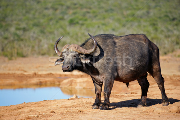 Afrikai park Dél-Afrika víz természet Afrika Stock fotó © EcoPic