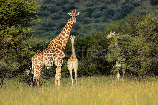 Girafele natural habitat Africa de Sud natură copaci Imagine de stoc © EcoPic