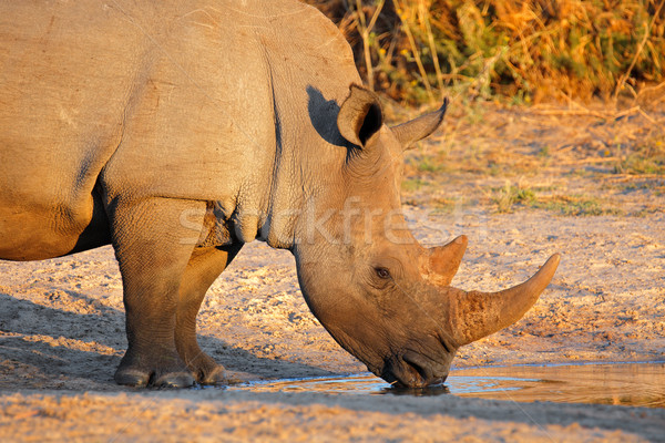 Fehér orrszarvú iszik portré ivóvíz Dél-Afrika Stock fotó © EcoPic