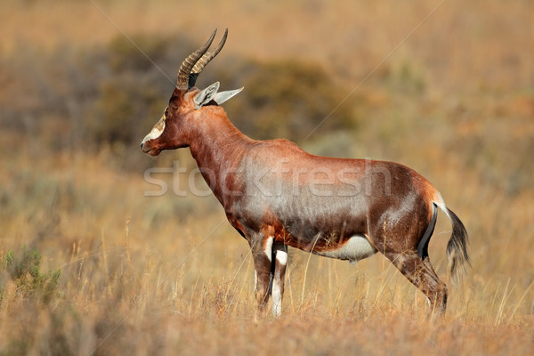 Blesbok antelope Stock photo © EcoPic