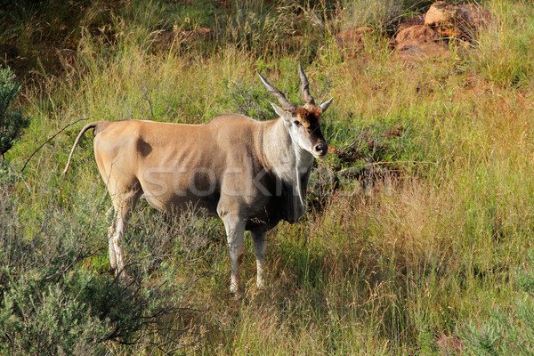 Mężczyzna Południowej Afryki byka Afryki safari Zdjęcia stock © EcoPic