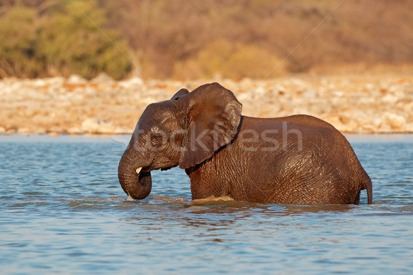 éléphant eau jouer parc Namibie Photo stock © EcoPic