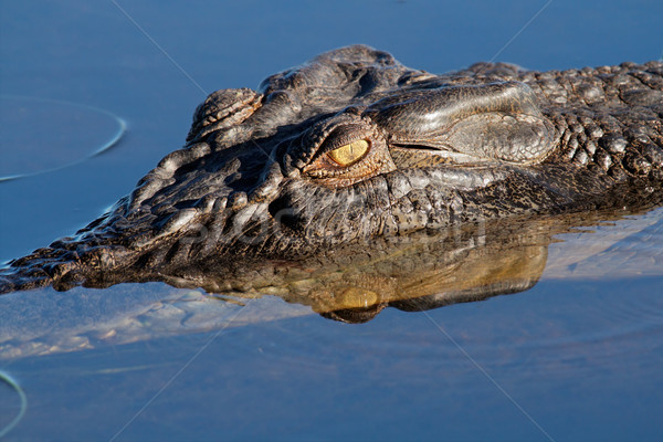 Tuzlu su krokodil büyük sarı su park Stok fotoğraf © EcoPic