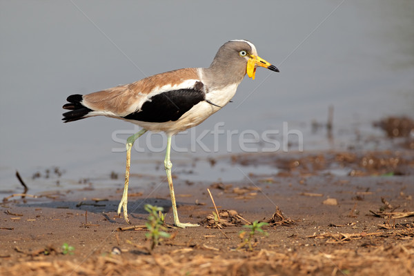 White-crowned lapwing Stock photo © EcoPic