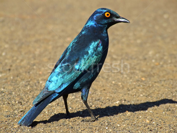 Greater blue-eared starling Stock photo © EcoPic