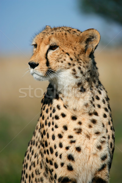Cheetah portret vergadering South Africa natuur dier Stockfoto © EcoPic