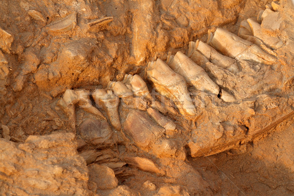 Ancient fossil jaw bone Stock photo © EcoPic
