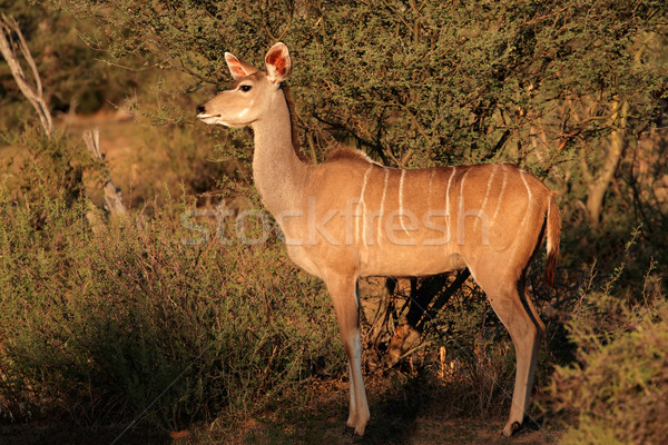 Kudu antelope Stock photo © EcoPic