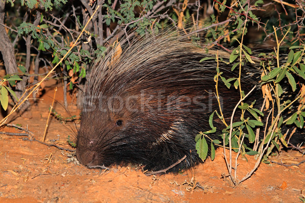 Cape porcupine Stock photo © EcoPic