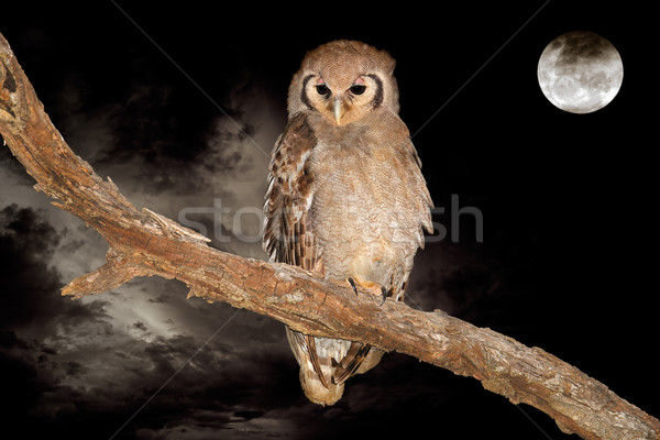 Stock photo: Giant eagle-owl and moon