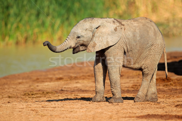 Baby African elephant Stock photo © EcoPic