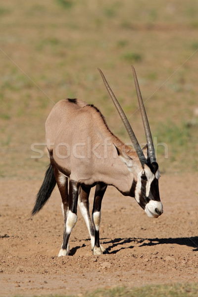 Gemsbok antelope Stock photo © EcoPic