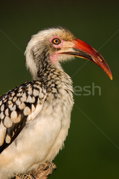 Red-billed hornbill  Stock photo © EcoPic