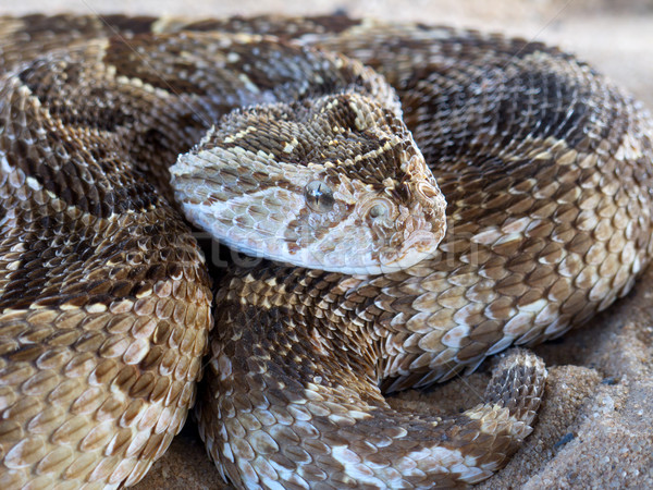 Puff adder Stock photo © EcoPic