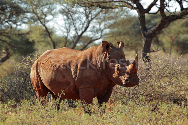 Biały nosorożec Południowej Afryki zwierząt Afryki safari Zdjęcia stock © EcoPic