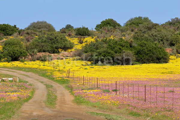 風景 農村 道路 野の花 ストックフォト © EcoPic