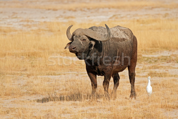 African buffalo Stock photo © EcoPic