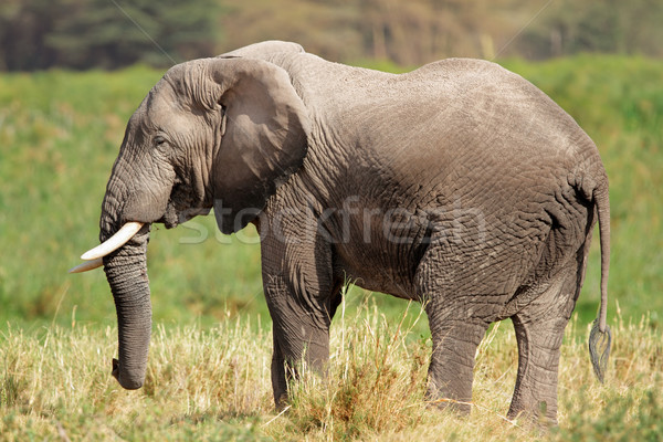 Stock photo: African elephant