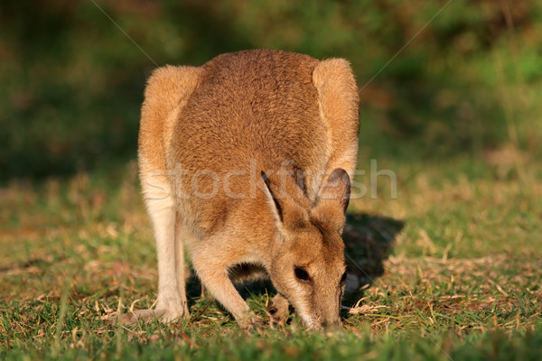 Agile Wallaby Stock photo © EcoPic