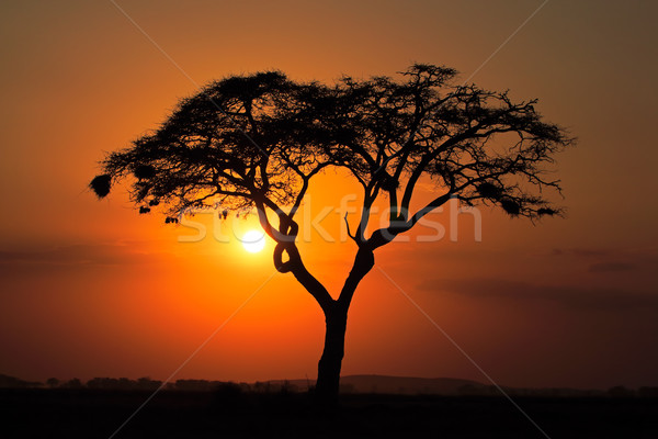 Sunset with silhouetted tree Stock photo © EcoPic