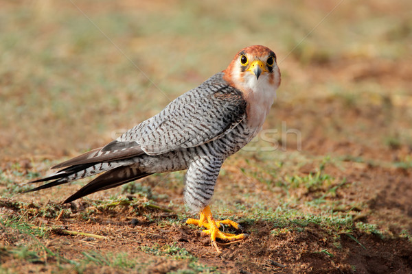 ハヤブサ 座って 地上 砂漠 南アフリカ 鳥 ストックフォト © EcoPic