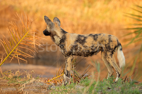 African wild dog Stock photo © EcoPic
