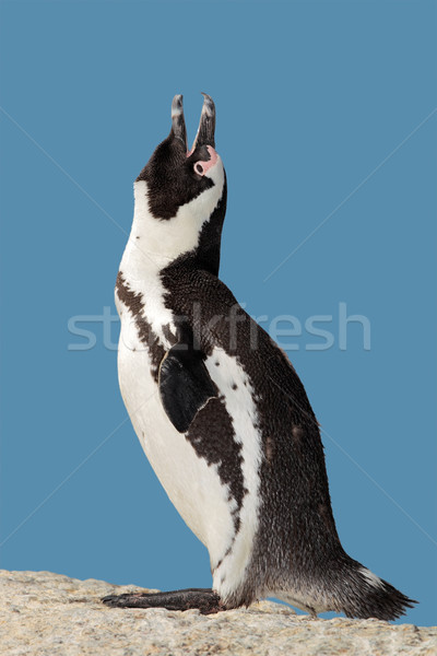 African penguin calling Stock photo © EcoPic