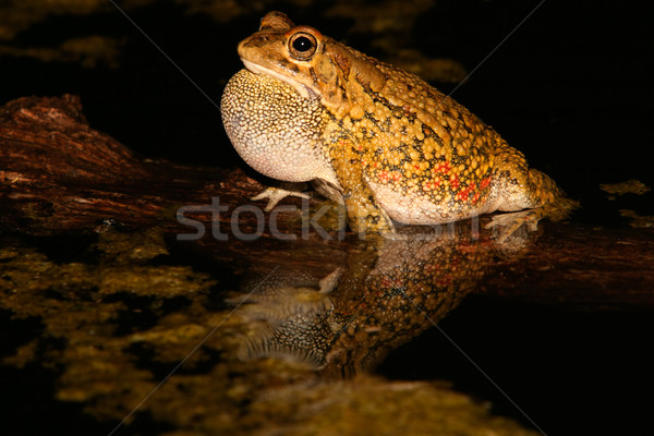 De oliva sapo llamando masculina noche Sudáfrica Foto stock © EcoPic