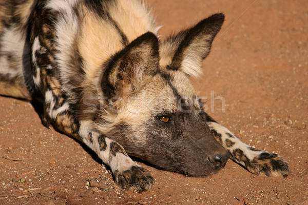 African Hund Porträt gemalt Jagdhund Stock foto © EcoPic
