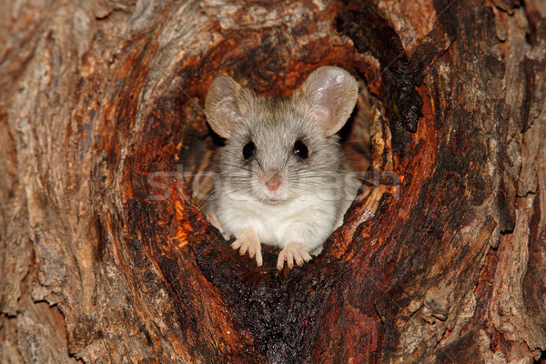 Сток-фото: дерево · крыса · сидят · дыра · ЮАР · лице