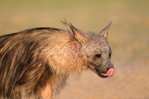 Brown hyena portrait Stock photo © EcoPic