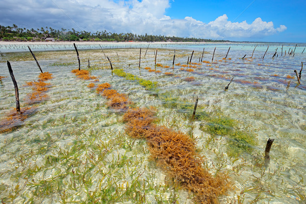 Alga praia água nuvens Foto stock © EcoPic