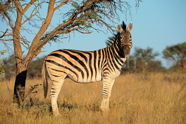Ebenen Zebra natürlichen Lebensraum Südafrika Park Stock foto © EcoPic