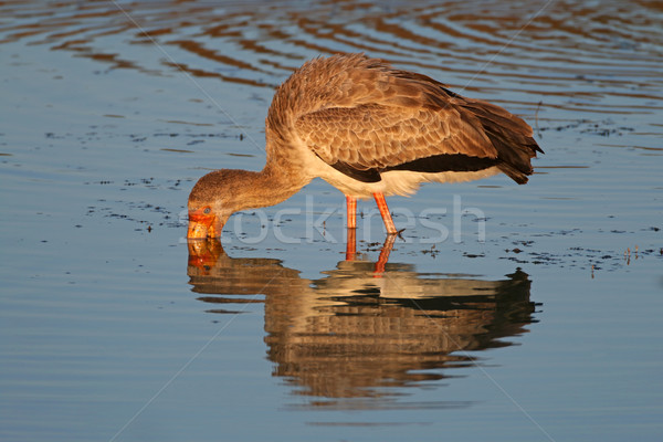 Yellow-billed stork Stock photo © EcoPic