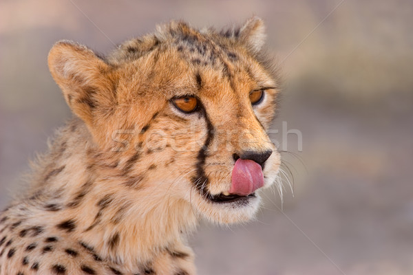 Ghepardo ritratto Sudafrica natura veloce african Foto d'archivio © EcoPic