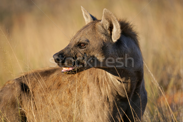 Spotted hyena portrait Stock photo © EcoPic