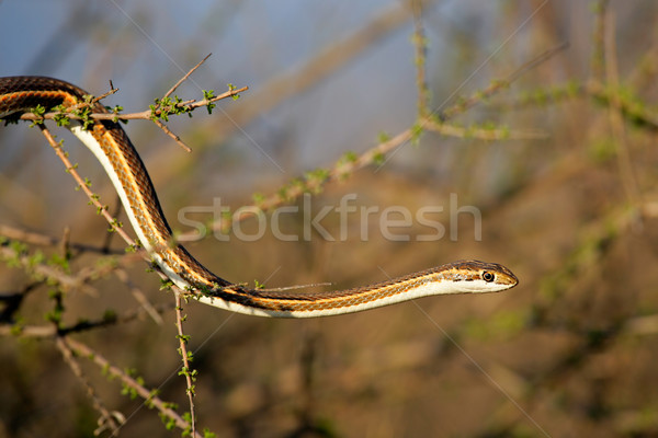 Sable serpent désert Afrique du Sud yeux nature [[stock_photo]] © EcoPic