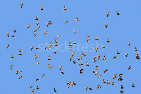 Spotted sandgrouse in flight Stock photo © EcoPic