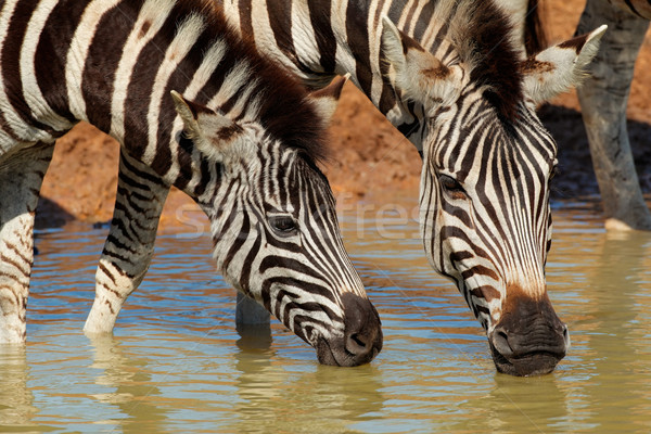 Ebenen Zebras trinken Trinkwasser Spiel Reserve Stock foto © EcoPic