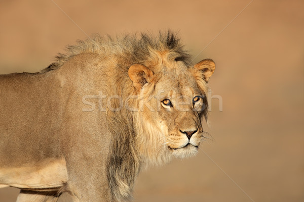 African lion portrait Stock photo © EcoPic