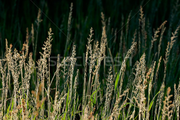 Stock photo: Silver grasses