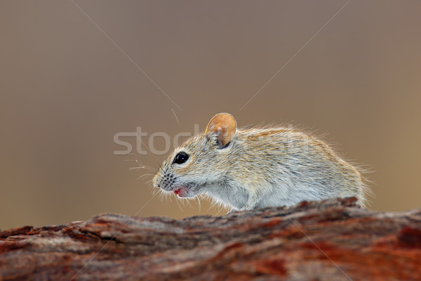 Striped mouse Stock photo © EcoPic