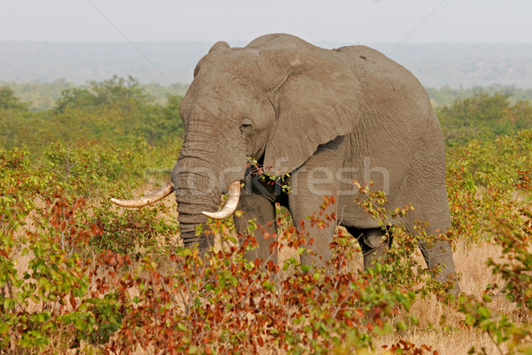 African elephant  Stock photo © EcoPic