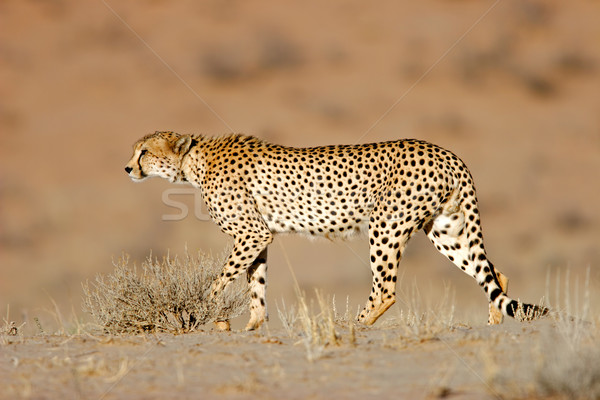 Stock photo: Stalking Cheetah