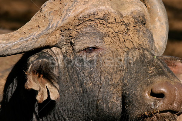 African buffalo  Stock photo © EcoPic