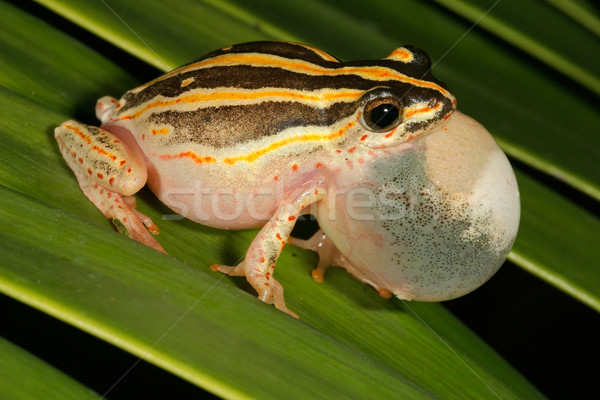 Calling painted reed frog  Stock photo © EcoPic